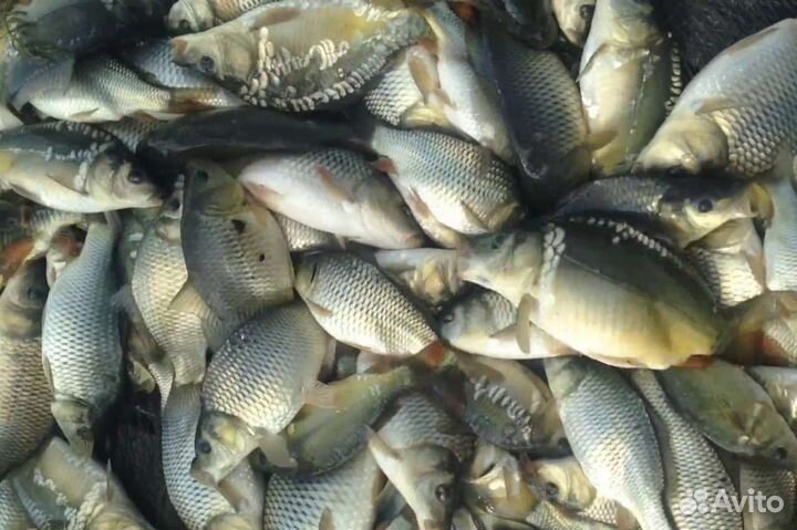 Малек карпа