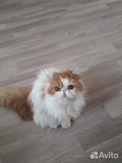 Персидская