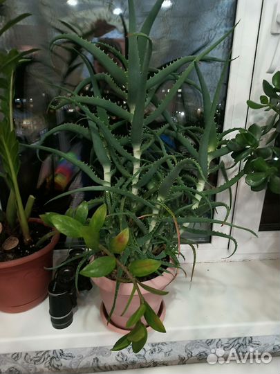 Алоэ столетник