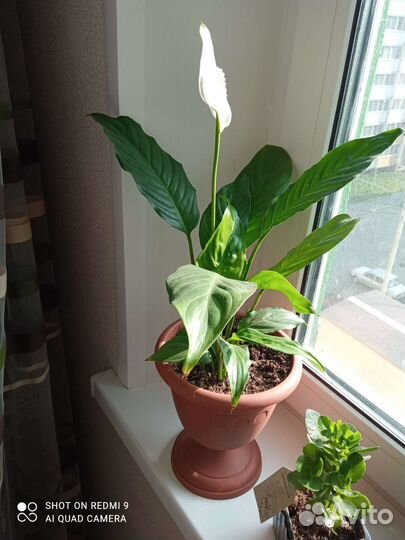 Спатифиллум,зензи карлик,каланхоэ желтый шар