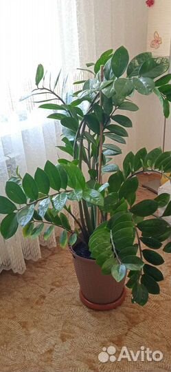 Замиокулькас