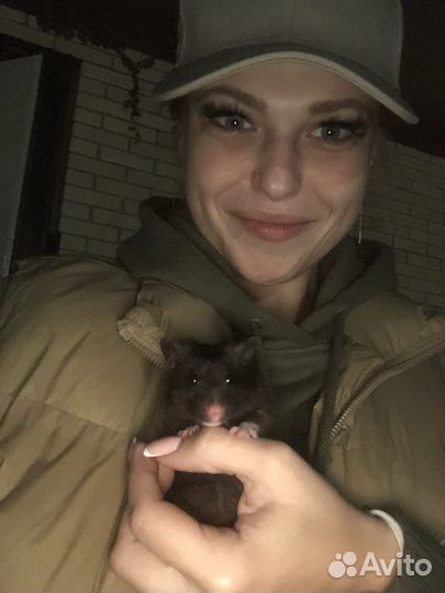 Сирийский хомяк малыш