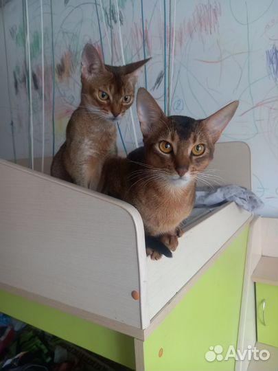 Абиссинские котята