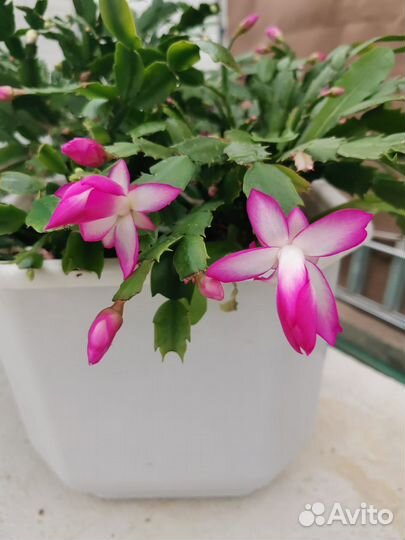 Декабрист. Комнатные растения, цветы