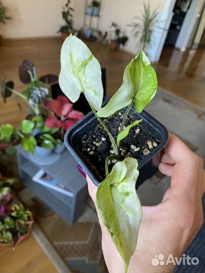 Комнатные растения