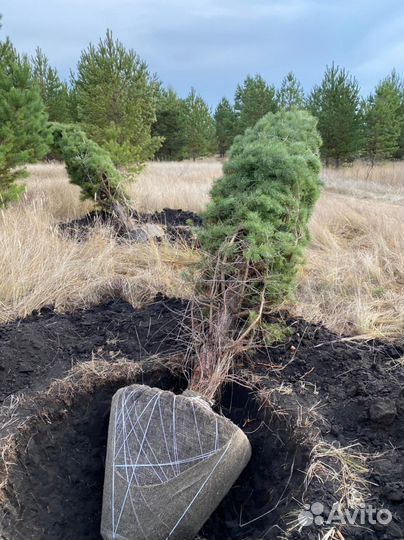 Ель голубая с доставкой