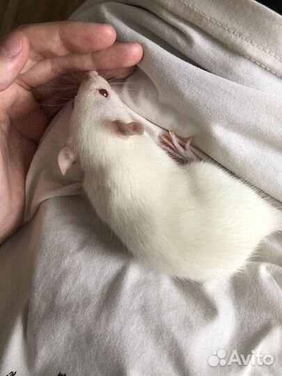 Крыса с клеткой