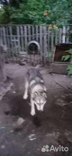 Аляскинский маламут