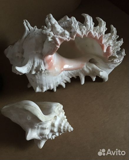 Коралл раковина натуральные морские большие