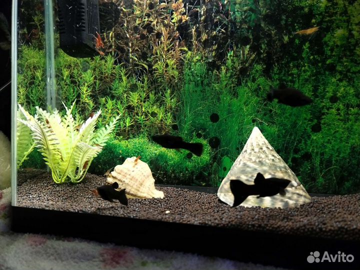 Аквариум