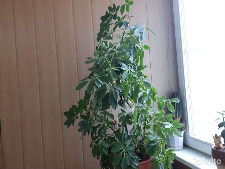 Комнатные цветы шефлера