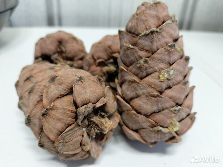 Кедровые шишки с орехами для поделок