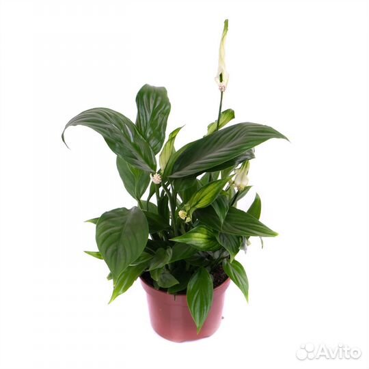 Высокие комнатные растения