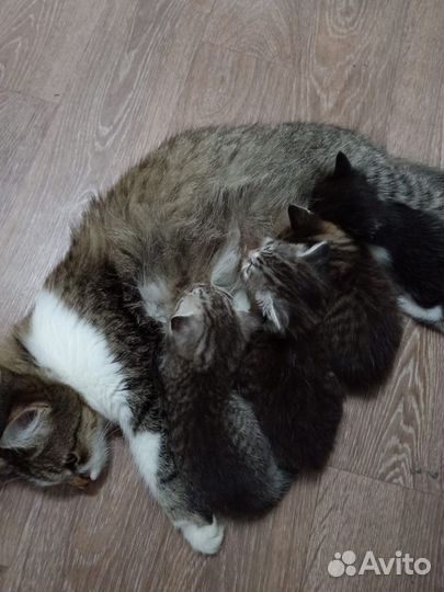 Котята в дар