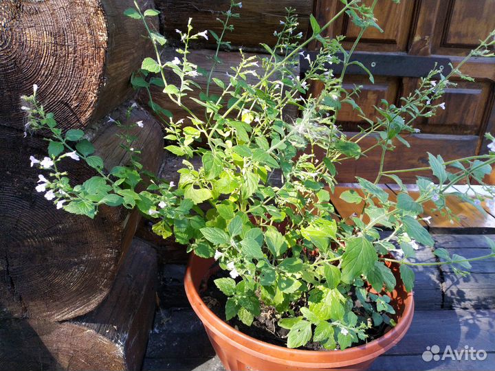 Флоксы, тысячелистник, душевник котовниковый