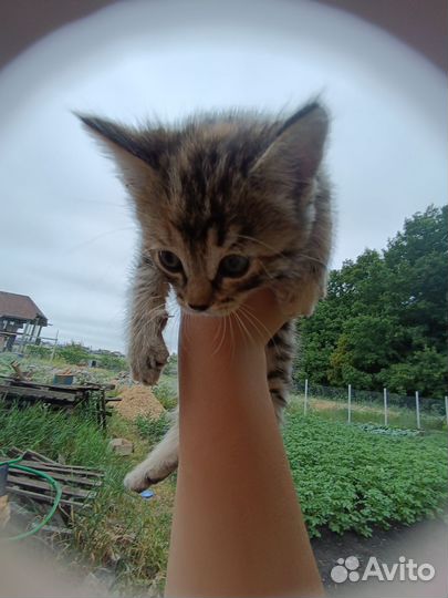 Коты и кошки