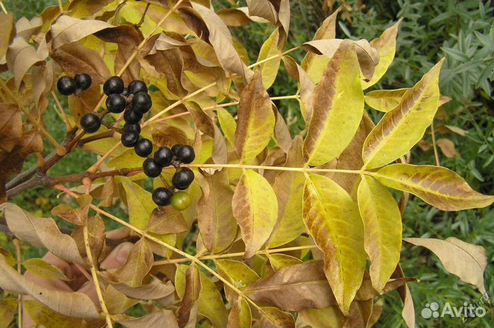 Саженцы Бархат амурский или Феллодендрон амурский