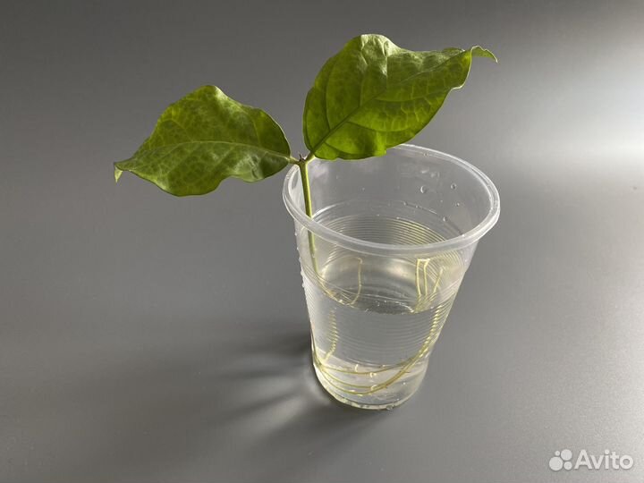 Жасмин самбак комнатный