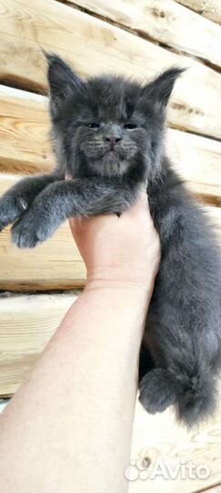 Мейн-кун внучка Малифисенты, голубой солид