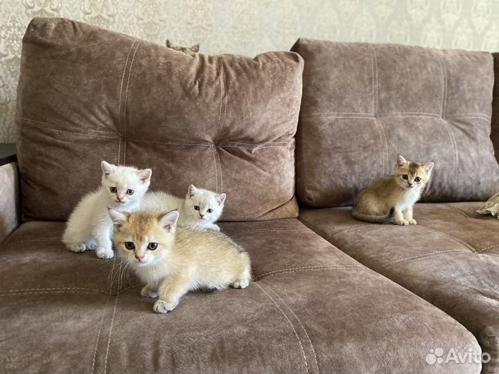 Британская шиншила