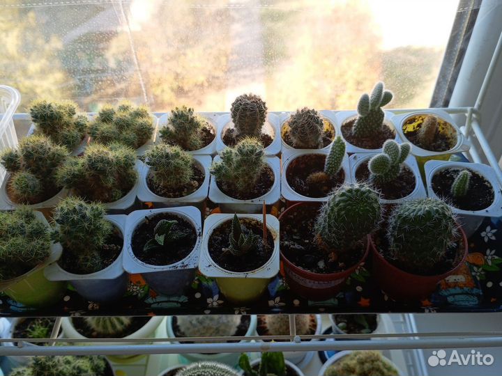 Кактусы и суккуленты