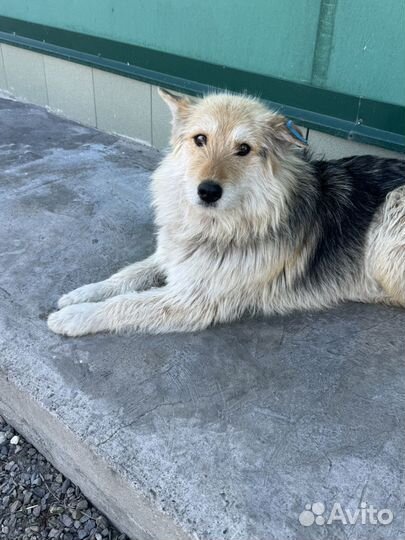 Собака в добрые руки отдам бесплатно