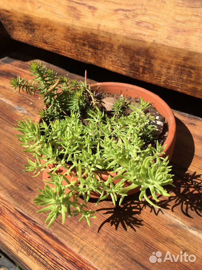 Алоэ Вера и другие суккуленты