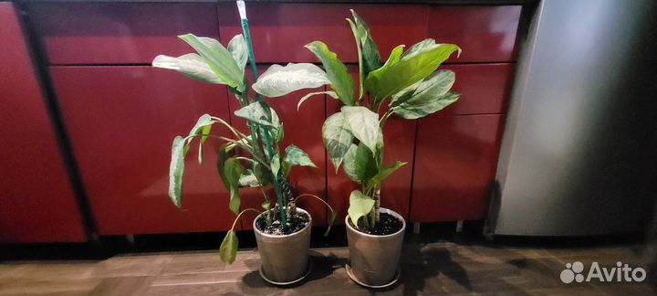 Дерево бонсай живое, аглоонемы, филодендрон