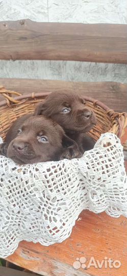 Щенки лабрадора