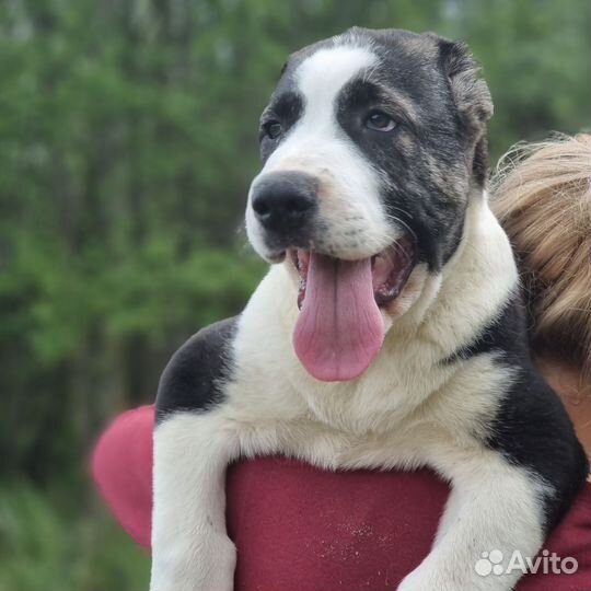 Щенки алабая с документами