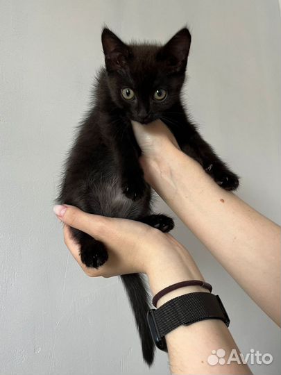 Котятки девченки -чернышки в добрые руки