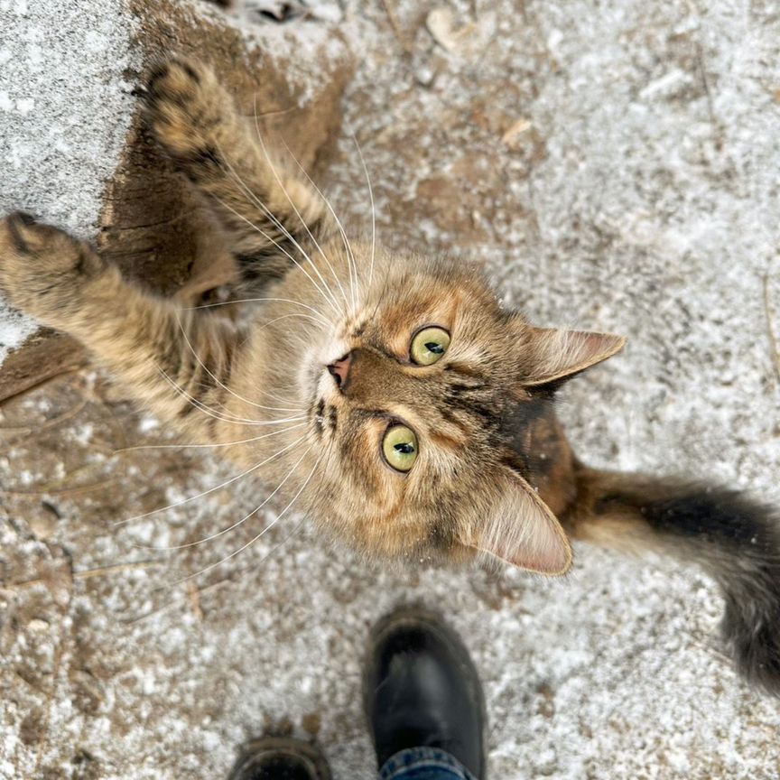 Котенок девочка в добрые руки