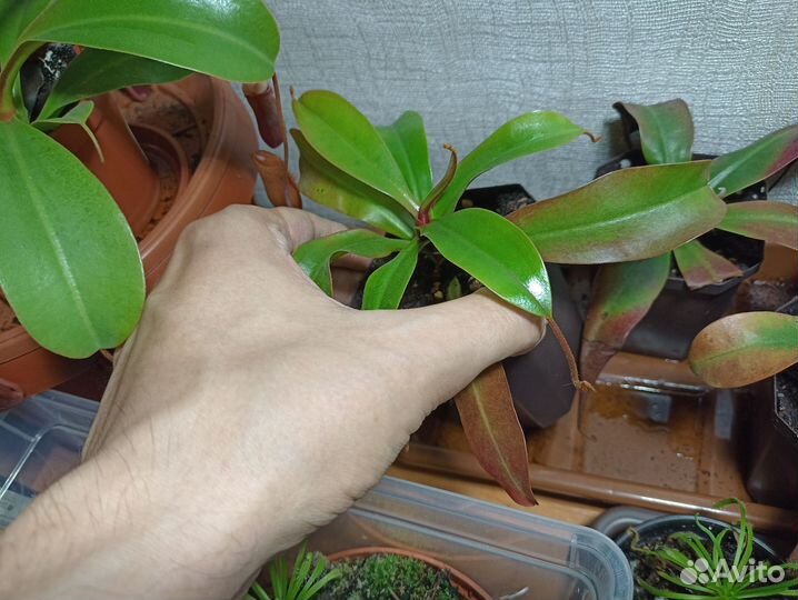 Непентес Кровавая Мэри/Nepenthes Bloody Mary