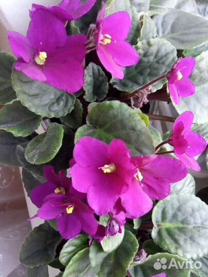 Сортовые фиалки