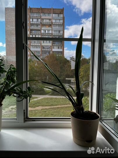 Щучий хвост, 