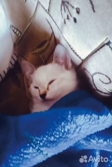 Кошечка в добрые руки