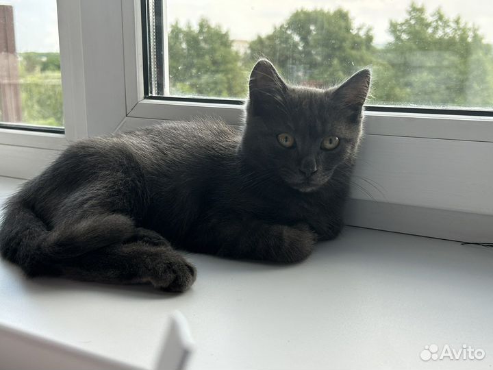 Отдам бесплатно котенка 3 месяца