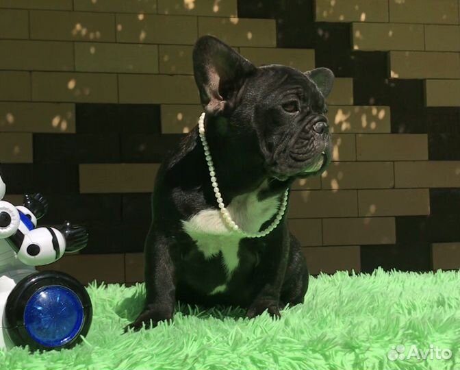 Шикарные щенки французики с документами