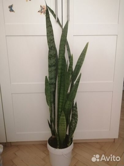 Сансевиерия