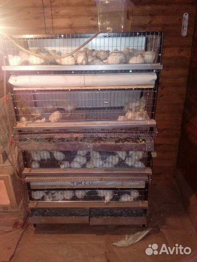 Техасский перепел