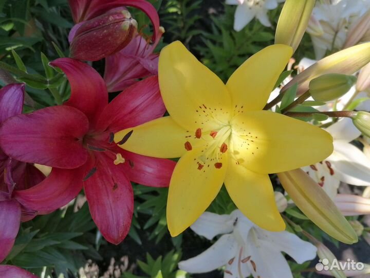 Лилии и лилейники