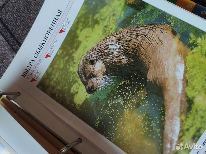 Книга о животных интересная