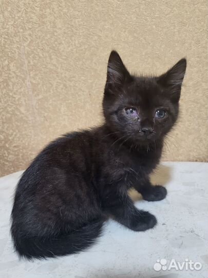 Котята - очаровашки