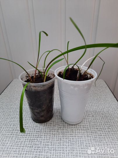 Комнатные цветы