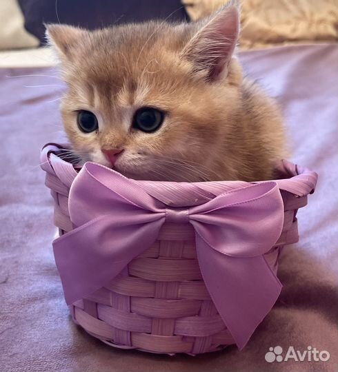 Продается котенок девочка золотая шиншилла