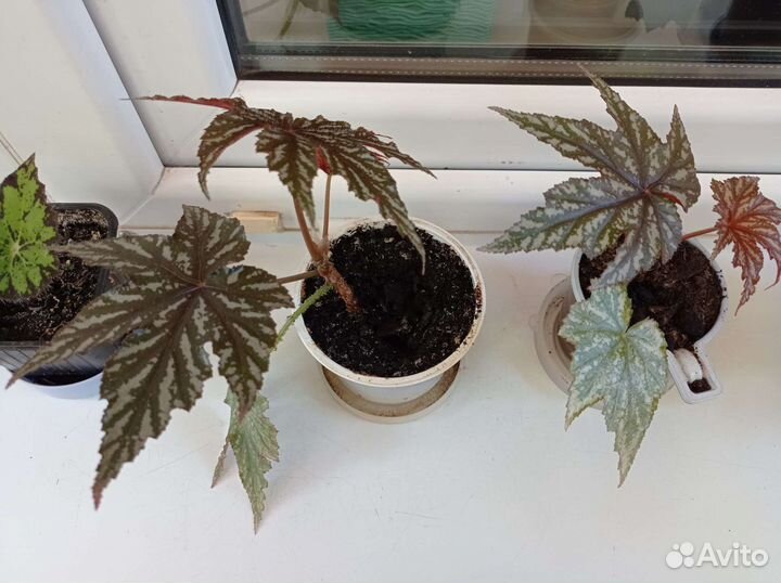 Кислица,Грифон, Вельвет,бегонии