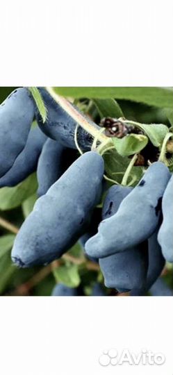 Саженцы жимолости