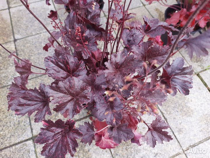 Гейхеры и другие многолетние растения для сада