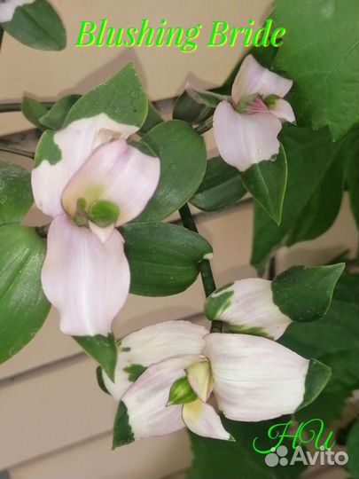 Традесканция Blushing Bride Застенчивая невеста