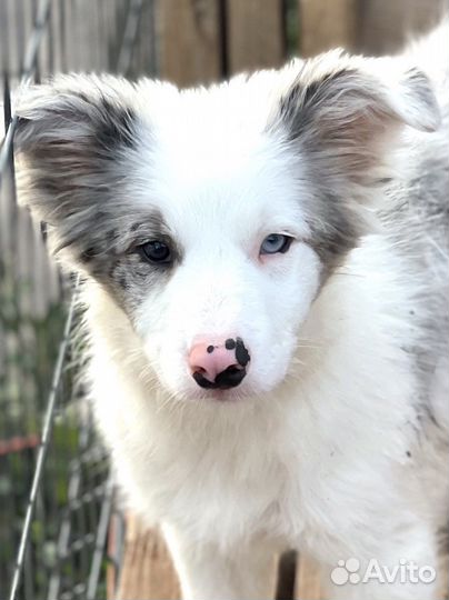 Щенки бордер колли